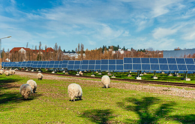 Orrön Energy Sells 91 MW Agrivoltaic Project in Germany